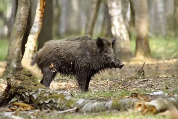 環境情報の提供（動物の出没情報など）のイメージ